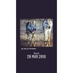 Cuccioli cane da lupo Cecoslovacco - Foto n. 3