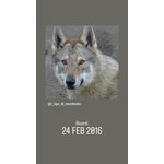 Cuccioli cane da lupo Cecoslovacco - Foto n. 4