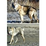 Cuccioli cane da lupo Cecoslovacco - Foto n. 5