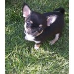 Meravigliosi Cuccioli Chihuahua - Foto n. 1