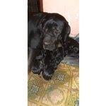 Cuccioli di cane Corso nati in data 30.03.2019 e Disponibili dal 01.06.2019
