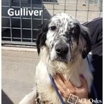 Gulliver Simil Setter Bianco e Nero - Foto n. 1