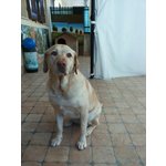 Labrador Regalo - Foto n. 5