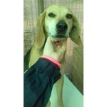 Beagle/segugio Femmina - Foto n. 3