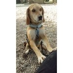 🐶 Beagle femmina in adozione a Monte Argentario (GR) e in tutta Italia da privato