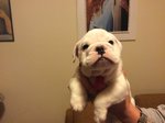 Cuccioli Bulldog Inglese - Foto n. 3