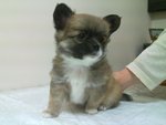 🐶 Chihuahua maschio di 7 anni e 4 mesi in vendita a Andria (BT) e in tutta Italia da privato