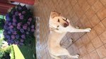 🐶 Labrador maschio di 5 anni e 8 mesi in adozione a Carrù (CN) da privato