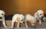 Cuccioli Labrador Retriever Miele