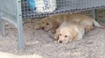 Cuccioli Labrador Retriever Miele - Foto n. 3