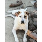 🐶 Dogo Argentino maschio in adozione a Reggio Emilia (RE) e in tutta Italia da privato