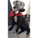 Black non può Essere uno dei Tanti cani neri del Canileadottabile in Tutta Italia! - Foto n. 5