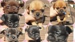 🐶 Chihuahua femmina di 2 anni e 9 mesi in vendita a Imperia (IM) da privato