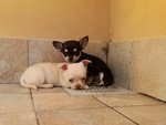 Cuccioli Femmina Chihuahua Disponibili - Foto n. 3
