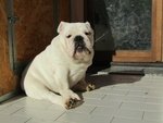 Cucciolo Bulldog Inglese - Foto n. 2