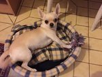 Chihuahua Maschio 3 Anni - Foto n. 3