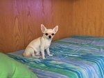 Chihuahua Maschio 3 Anni - Foto n. 4