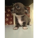 Cucciola di Chihuahua Lilac con Pedigree Enci