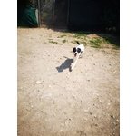 Oberon, Cucciolone di 5 mesi Futura Taglia Media - Foto n. 3