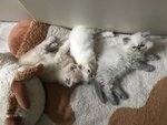 3 Cucciole di Persiano Color-Point - Foto n. 6