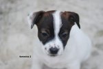 Cucciola di jack Russell Terrier