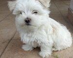 Maltese toy mini Cucciolo Maschio con Pedigree - Foto n. 2