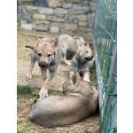 Bellissimi Cuccioli di lupo Cecoslovacco - Foto n. 5