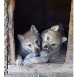 Bellissimi Cuccioli di lupo Cecoslovacco - Foto n. 7