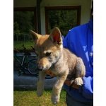 Bellissimi Cuccioli di lupo Cecoslovacco - Foto n. 10