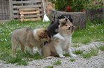 Cuccioli di Pastore Scozzese (collie) - Foto n. 4