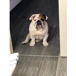 🐶 Bulldog Inglese maschio di 6 anni e 7 mesi in accoppiamento a Bergamo (BG) e in tutta Italia da privato