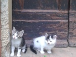 Adorabili Gattini di 2 mesi in Regalo. - Foto n. 3