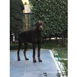 🐶 Dobermann maschio di 5 anni e 1 mese in accoppiamento a Modena (MO) e in tutta Italia da privato