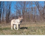 Cuccioli di lupo Cecoslovacco - Foto n. 4