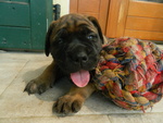 🐶 Dogue De Bordeaux maschio di 3 anni e 1 mese in vendita a Alfonsine (RA) da privato
