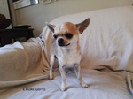 Cuccioli Chihuahua con Pedigree - Foto n. 6
