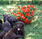 Vendo Cuccioli di Labrador Chocolat - Foto n. 2
