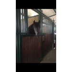Cavallo Minorchino Castrone di 23 Anni - Foto n. 2