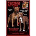 Pit bull red nose top Quality Dynamis pit One - Foto n. 1