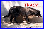 Tracy 9 anni una vita Sprecata in Canile - Foto n. 2