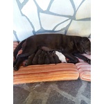 🐶 Labrador di 2 anni e 9 mesi in vendita a Aulla (MS) e in tutta Italia da privato