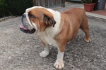 Cuccioli Bulldog Inglese alta Genealogia - Foto n. 8