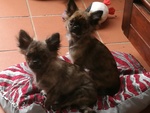 Chihuahua Maschio pelo Lungo - Foto n. 2