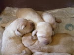 Cuccioli di Labrador Retriever con Pedigree