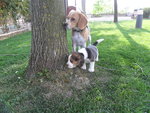 Beagle Taglia Piccola (2 Cuccioli)