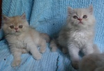 Cuccioli Persiani - Foto n. 4