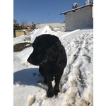 Labrador puro 5 Anni - Foto n. 4