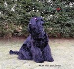 Terrier nero Russo - Cuccioli - Foto n. 11