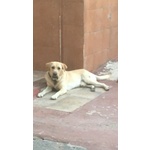 Simil Labrador in Adozione - Foto n. 1