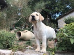 Bellissimi Cuccioli Labrador Retriever alta Genealogia Ottimo Pedigree Esenti Patologie Ereditarie - Foto n. 1